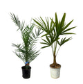 Phoenix 'Canariensis' (date palm) – Ø15 cm, 100 cm high