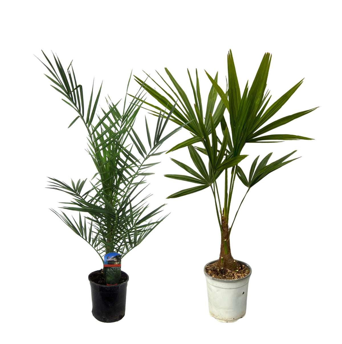 Phoenix 'Canariensis' (date palm) – Ø15 cm, 100 cm high