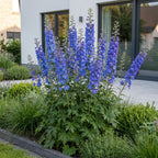 Delphinium 'Blue Bird' (Schafgarbe) – blau – 6 Pflanzen, Ø11 cm, 15–25 cm hoch