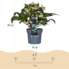 Helleborus 'Diamfire' (grøn blomst) – Ø19 cm, 40 cm høj