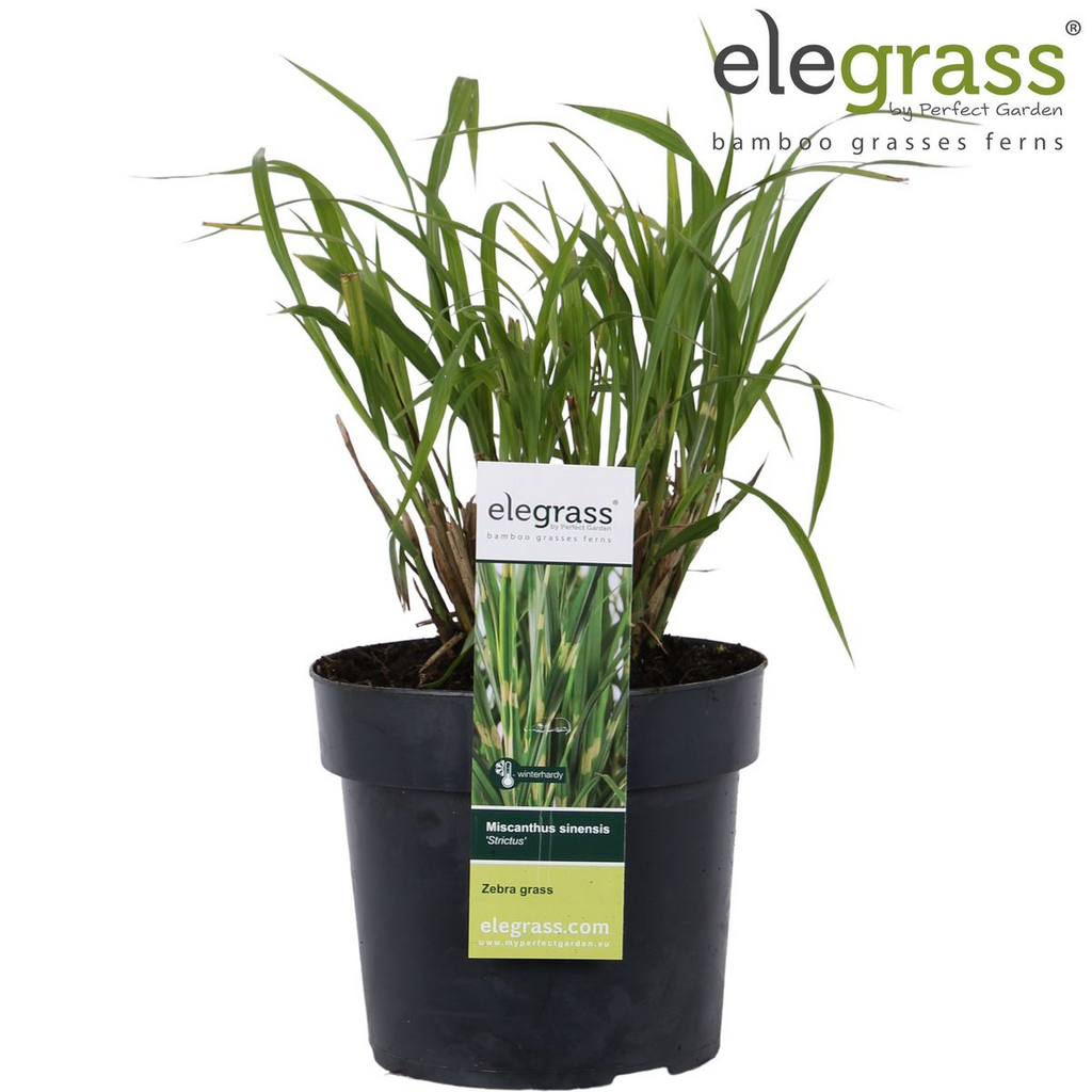 Miscanthus sinensis 'Strictus' (Japanisches Silbergras) – Ø 23 cm, 60 cm hoch – Bild 11