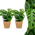 2× Monstera adansonii (mini-monstera) med korg – Ø12 cm, 25 cm hög