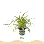 2× Chlorophytum comosum Variegatum (Grünlilie) im Korb – Ø 12 cm, 20 cm hoch