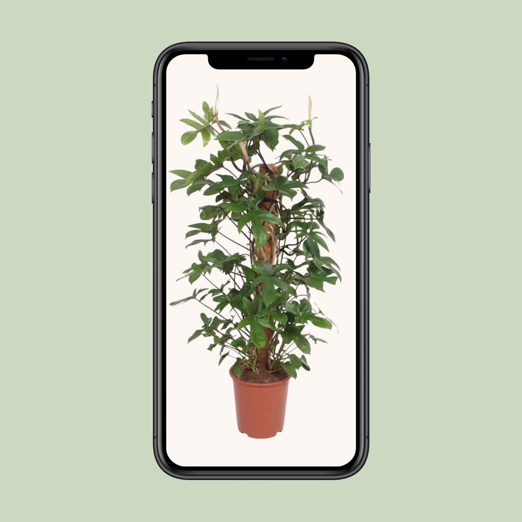 Philodendron Pedatum – Ø27 cm, 130 cm hoog