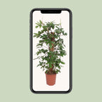 Philodendron Pedatum – Ø27 cm, 130 cm hoog