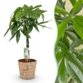 Pachira aquatica mit geflochtenem Stamm (Geldbaum) und Korb – Ø 21 cm, 80–90 cm hoch