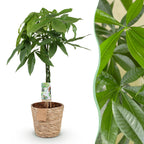 Pachira aquatica mit geflochtenem Stamm (Geldbaum) und Korb – Ø 21 cm, 80–90 cm hoch