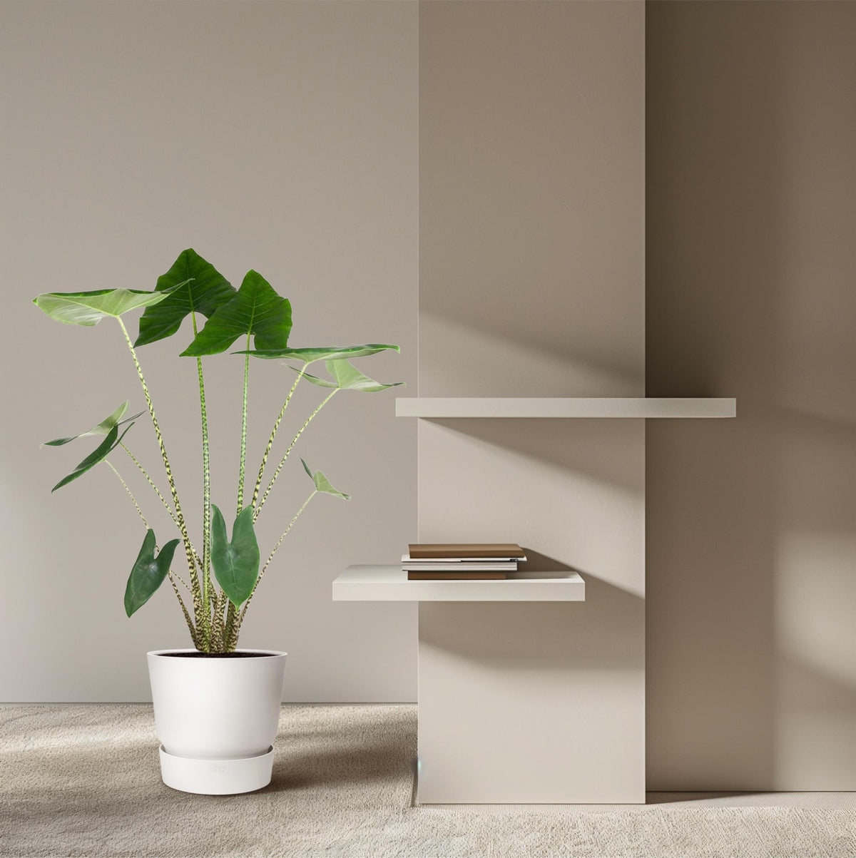 Alocasia zebrina (olifantsoor) – Ø32 cm, 130 cm hoog