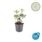 Pachysandra term. 'Variegata' (variegated pachysandra) – 6 plants, Ø9 cm, 10–25 cm high