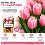 Tulpe 'Apricot Delight' – 20 Blumenzwiebeln (Zwiebelgröße 11/12)