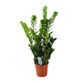 Zamioculcas (plante ZZ) – Ø21 cm, 75 cm de haut – art. 22455
