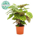 Calathea makoyana – Ø17 cm, 55 cm høj