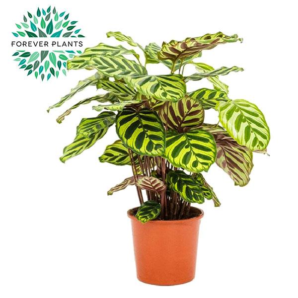 Calathea makoyana – Ø 17 cm, 55 cm hoch