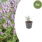 Thymus vulgaris (Zitronen-Thymian) – 6 Pflanzen, Ø 9 cm, 10–25 cm hoch
