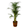 Areca palm (Dypsis) in Greenville Round-sierpot bruin – Ø21 cm, 120 cm hoog