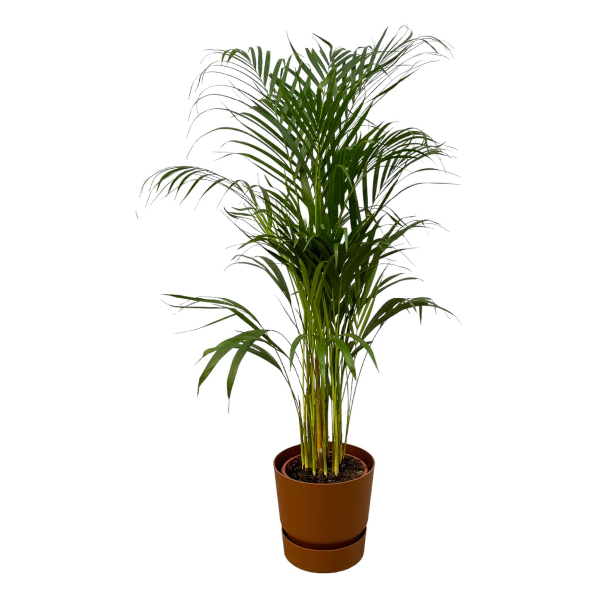 Areca palm (Dypsis) in Greenville Round-sierpot bruin – Ø21 cm, 120 cm hoog