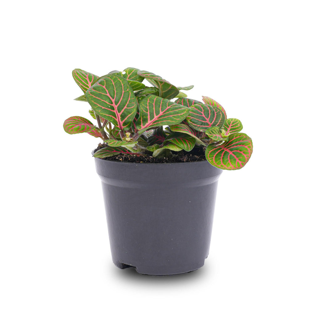 Fittonia Bubble Red (mosaikplante) – Ø8 cm