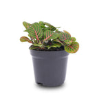 Fittonia Bubble Red (mosaikplante) – Ø8 cm