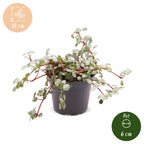 Pilea Glaucophylla Greyzy – Ø6 cm, 10 cm de haut