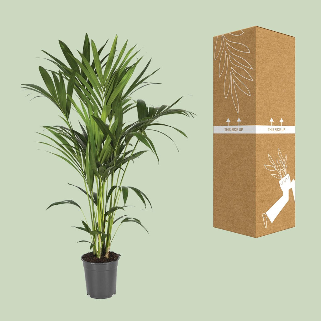 Howea forsteriana (kentiapalm) – Ø21 cm, 120 cm hoog