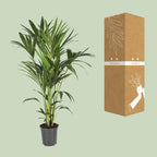 Howea forsteriana (kentiapalm) – Ø21 cm, 120 cm hoog