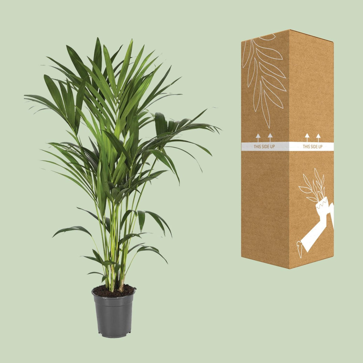 Howea forsteriana (Kentia-Palme) – Ø 21 cm, 120 cm hoch