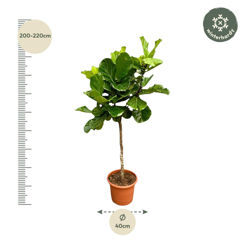 Ficus lyrata Baum XXL (Geigenfeigen) – Ø40 cm, 210 cm hoch
