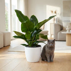 Philodendron Imperial Green dans pot de culture blanc – Ø19 cm, 65 cm de haut