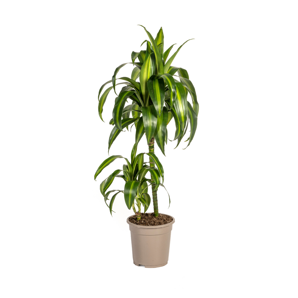 Dracaena Deremensis Hawaiian Sunshine (Drachenbaum) – Ø 19 cm, 70–90 cm hoch