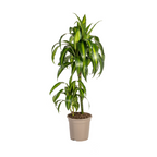 Dracaena Deremensis Hawaiian Sunshine (Drachenbaum) – Ø 19 cm, 70–90 cm hoch