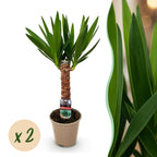 Yucca elephantipes – Ø 14 cm, 55 cm hoch – Art. 54722