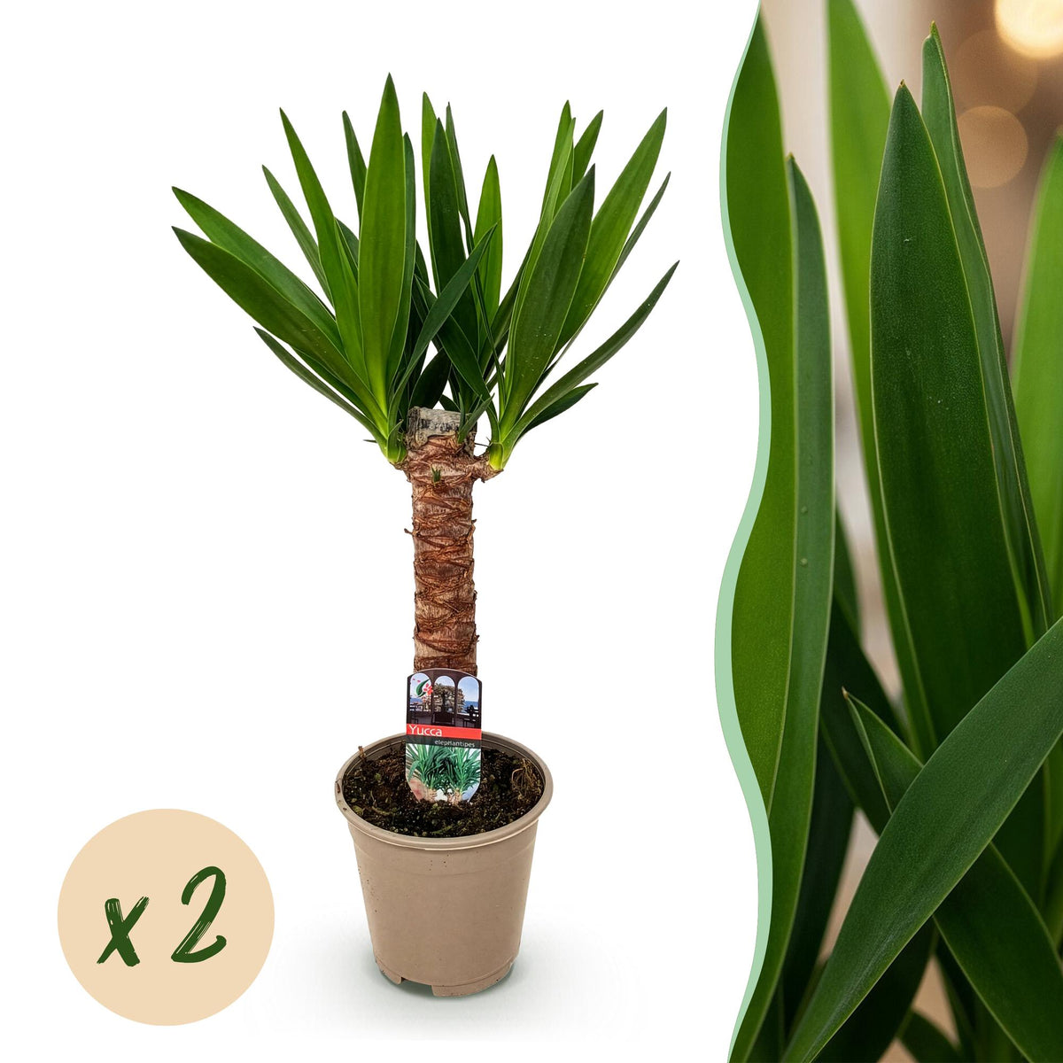 Yucca elephantipes – Ø 14 cm, 55 cm hoch – Art. 54722