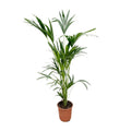 Kentia palm (Howea) – Ø24 cm, 150 cm hoog