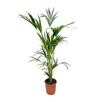 Kentia palm (Howea) – Ø24 cm, 150 cm hoog