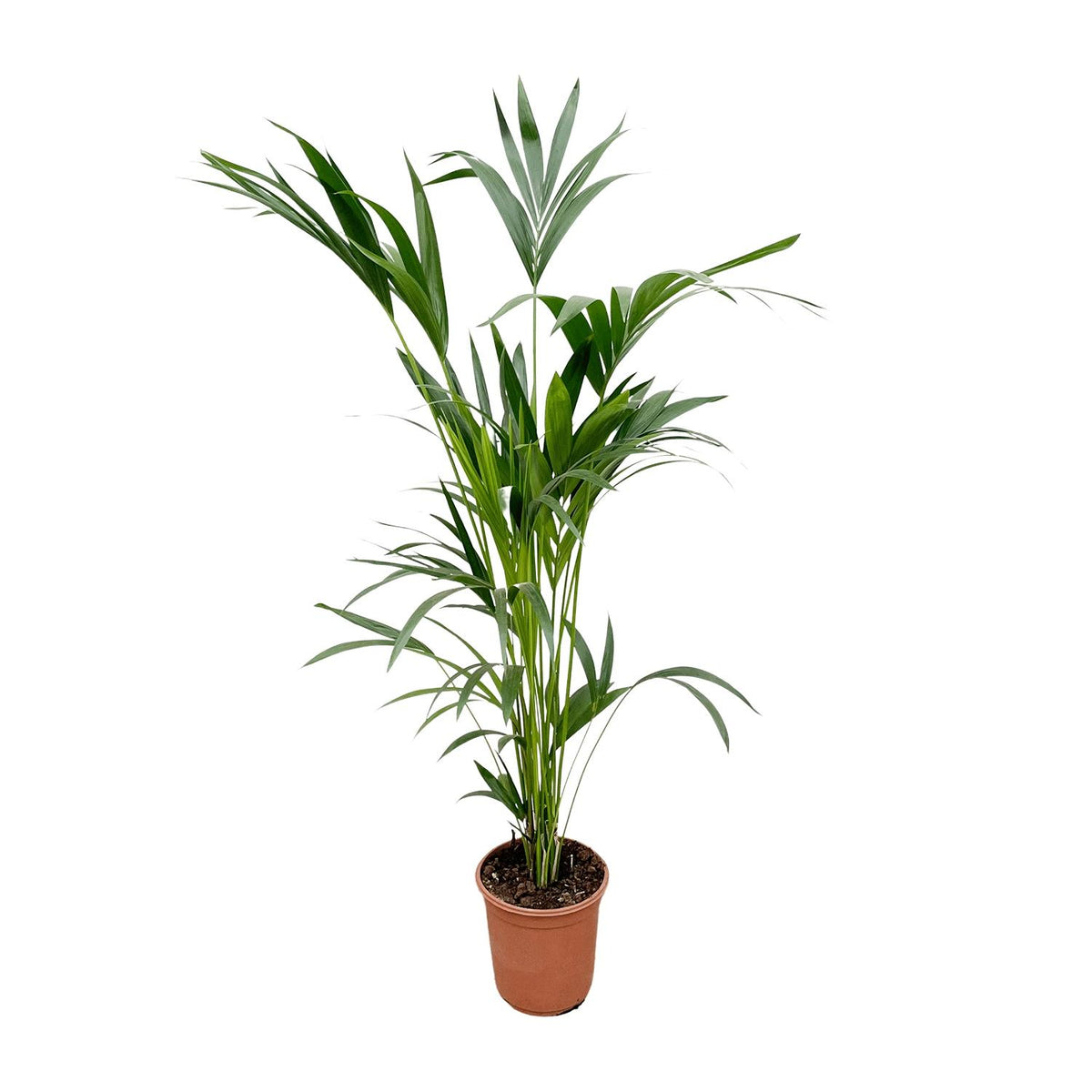 Kentia-Palme (Howea) – Ø 24 cm, 150 cm hoch