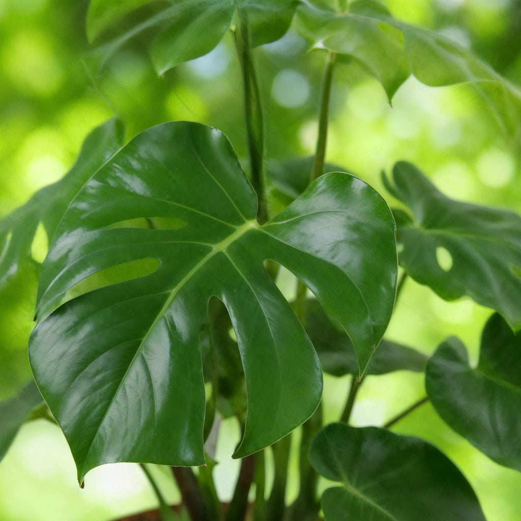 2× Monstera deliciosa (plante percée) – Ø17 cm, 50–55 cm de haut