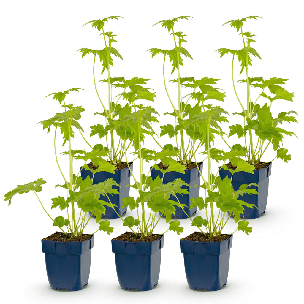 Delphinium 'Blue Bird' (Schafgarbe) – blau – 6 Pflanzen, Ø11 cm, 15–25 cm hoch – Bild 2