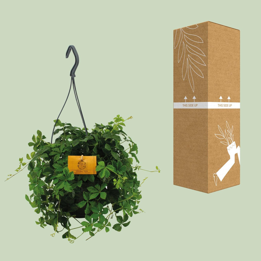Parthenocissus striata Hængeplante – Ø15 cm, 15 cm høj