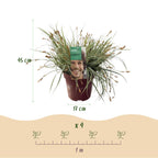 Carex oshimensis 'Everest' (laîchue) – 2 plantes, Ø17 cm, 50 cm de haut