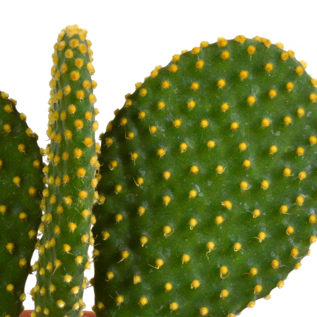 Kaktusmix (Cactaceae) uden urtepotte – Ø12 cm, 27 cm høj