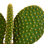 Kaktusmix (Cactaceae) uden urtepotte – Ø12 cm, 27 cm høj