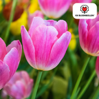 Tulipe 'Dynasty' – 20 bulbes (calibre 11/12)