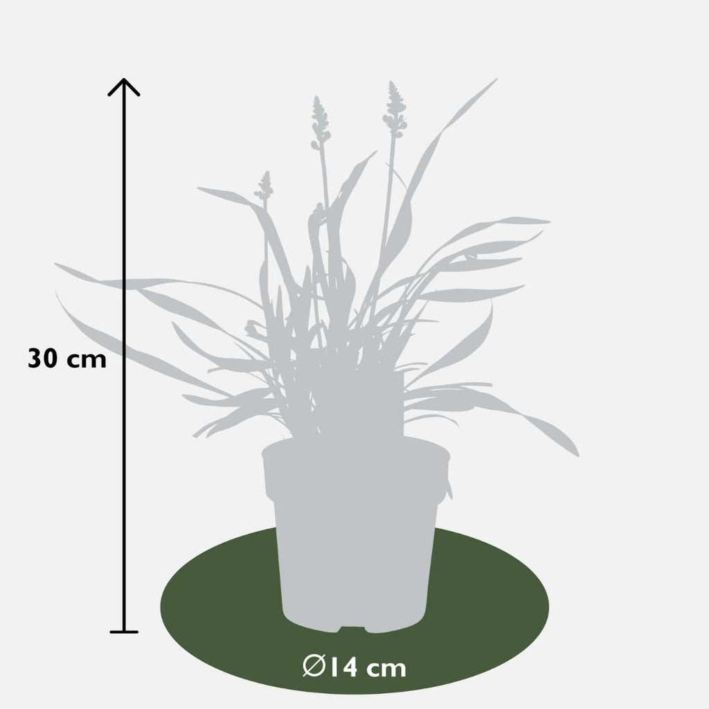 Liriope muscari 'Ingwersen' (lily grass) – 6 plants, Ø14 cm, 25 cm high – photo 4