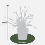Liriope muscari 'Ingwersen' (lily grass) – 6 plants, Ø14 cm, 25 cm high