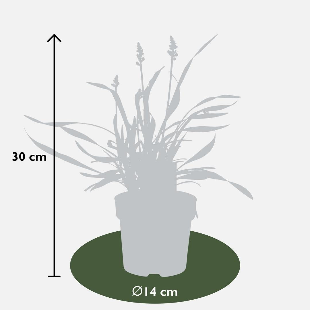 Liriope muscari 'Ingwersen' (lily grass) – 6 plants, Ø14 cm, 25 cm high – photo 4