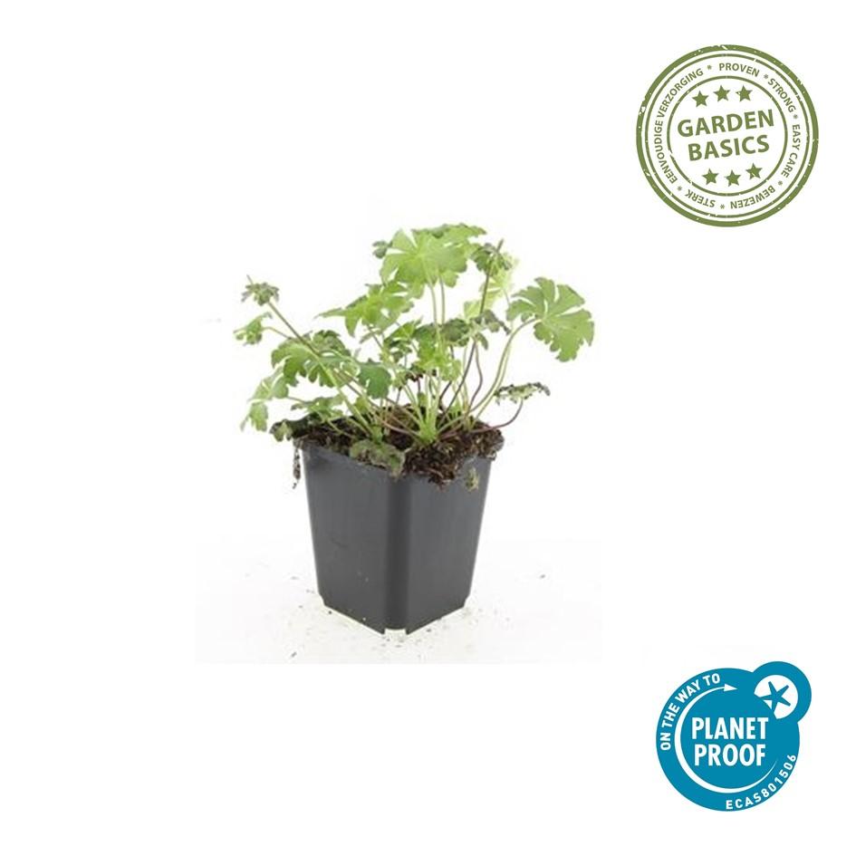 Geranium sanguineum 'Album' (cranesbill) – 6 plants, Ø9 cm, 10–25 cm high – photo 3
