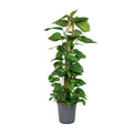 Scindapsus Epipremnum – Ø24 cm, 120 cm høj
