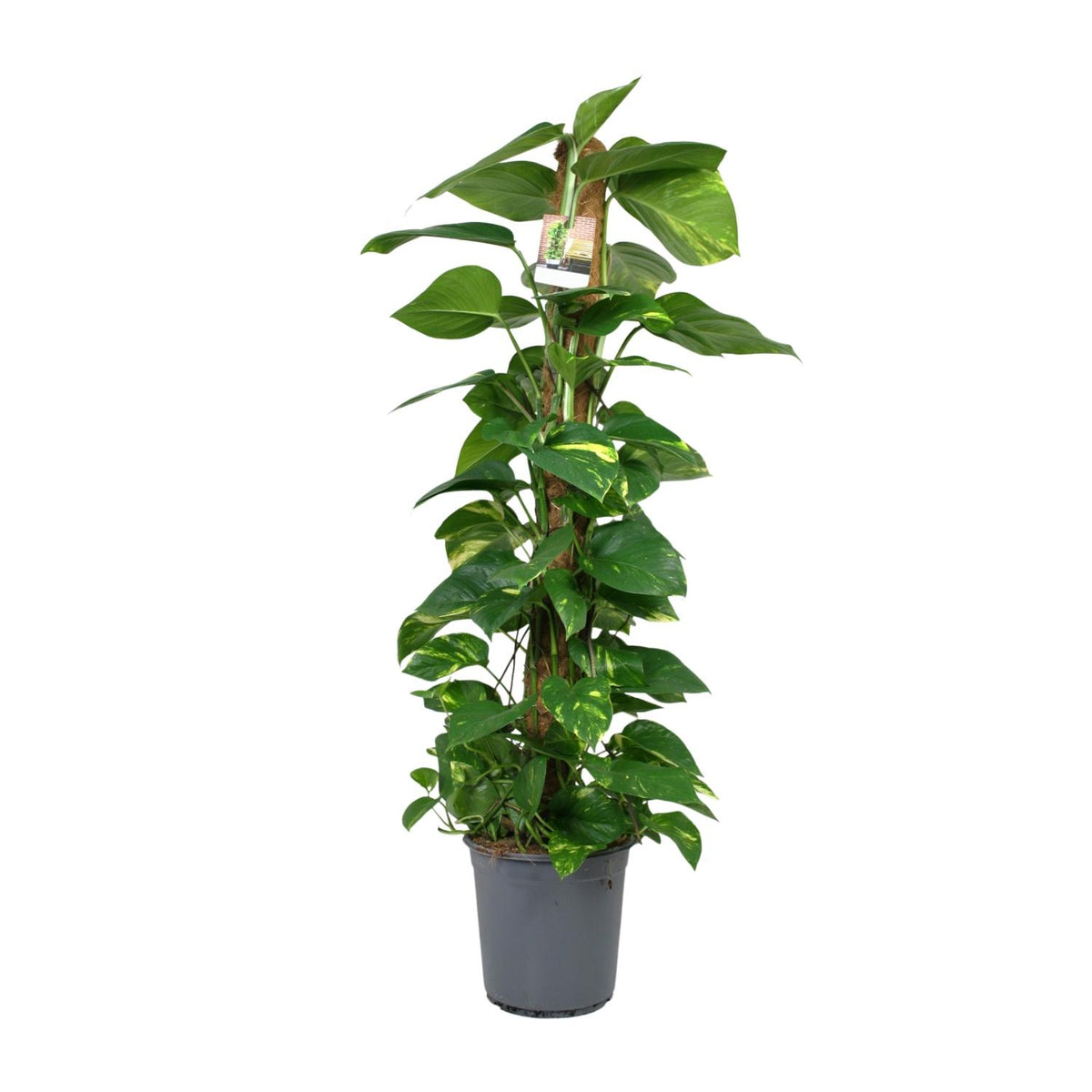 Scindapsus Epipremnum – Ø24 cm, 120 cm høj