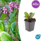 Bergenia cordifolia 'Herbstblüte' (Christmas rose) – 48 plants, Ø9 cm, 10–25 cm high