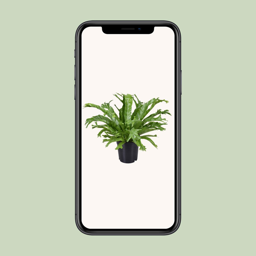 Asplenium nidus Crissie (vogelnestvaren) – Ø17 cm, 40 cm hoog